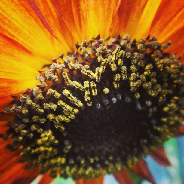 flower, full frame, petal, close-up, backgrounds, freshness, fragility, flower head, beauty in nature, orange color, pollen, nature, growth, selective focus, extreme close-up, stamen, natural pattern, detail, no people, macro