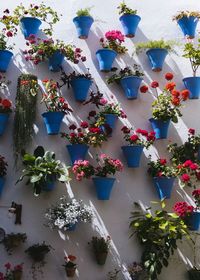 High angle view of flowering plant on table