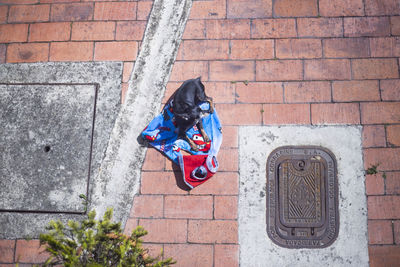 High angle view of man on brick wall