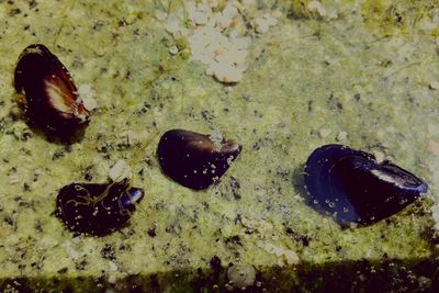 High angle view of crab on beach