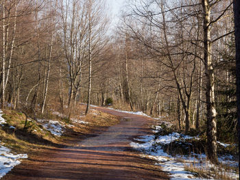 Road amidst trees in forest during winter