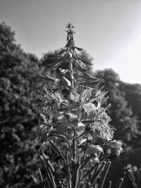 Close-up of flowers blooming against sky