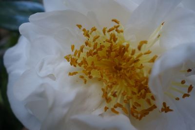 Close-up of white flower