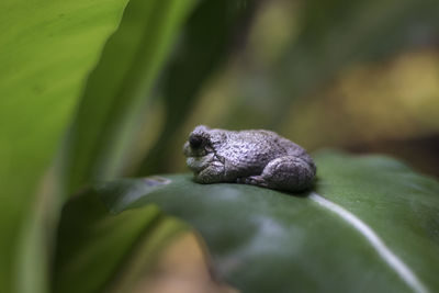 Close-up of lizard