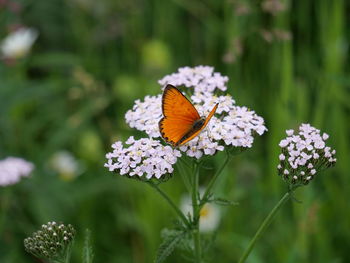 Close-up of butterfly pollinating on purple flower