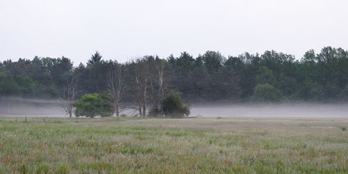 Trees on field against sky