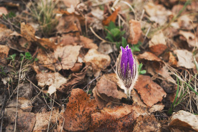 Close-up of purple crocus flowers on field