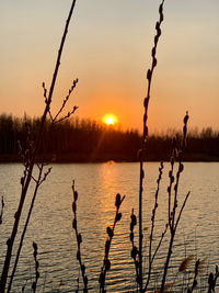 Silhouette plants by lake against sky during sunset