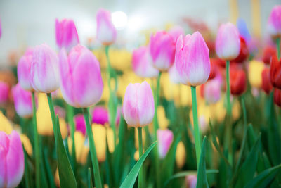 Close-up of pink crocus flowers on field