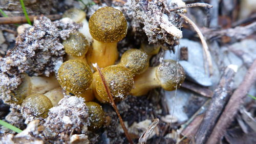 Close-up of mushrooms bursting out of the ground