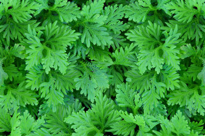 Full frame shot of fresh green plants