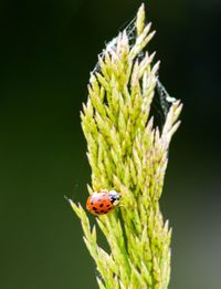 Close-up of ladybug on leaf over green background