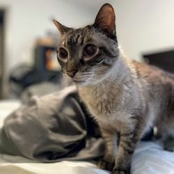Close-up of a cat looking away