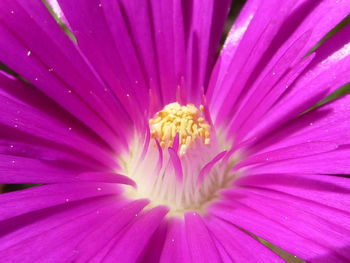 Macro shot of pink flower