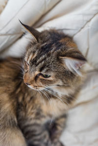 Close-up of cat lying on bed