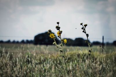 Close-up of flowering plant on field against sky