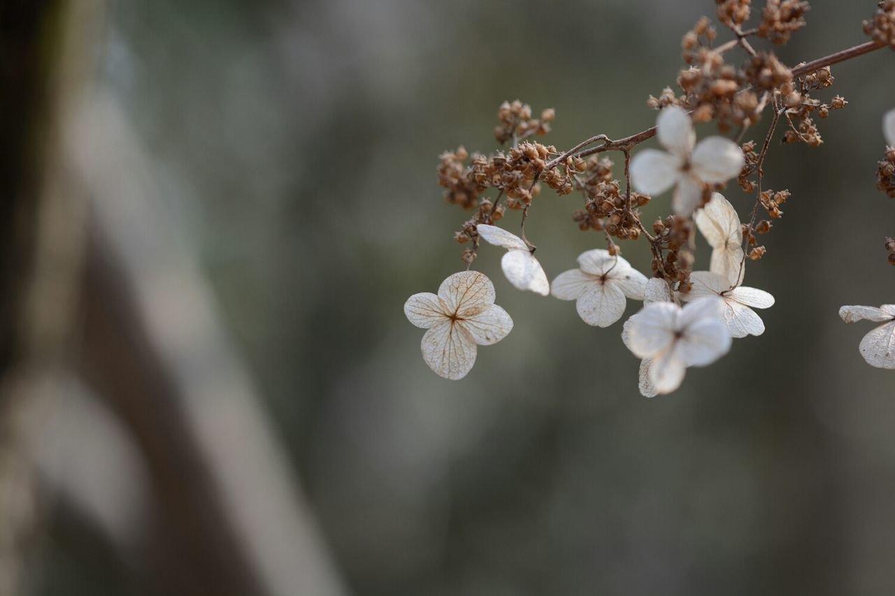 flower, freshness, fragility, growth, focus on foreground, beauty in nature, close-up, petal, nature, white color, branch, blooming, twig, blossom, flower head, selective focus, tree, in bloom, cherry blossom, plant