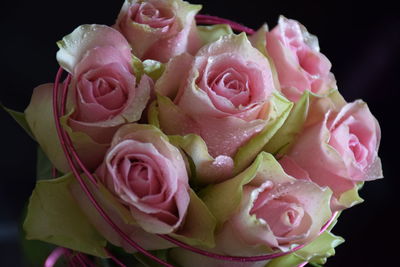 Close-up of pink rose