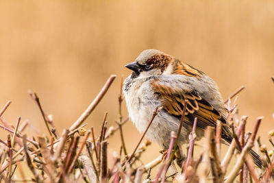 Male house sparrow or passer domesticus is a bird of the sparrow family passeridae