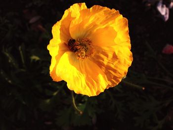 Close-up of yellow flower