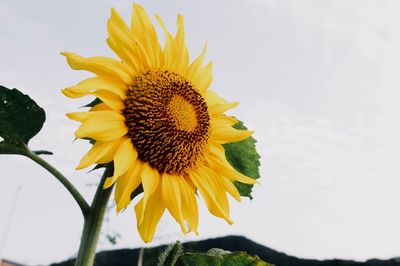 Close-up of sunflower against sky