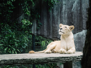 White lion sitting on a tree