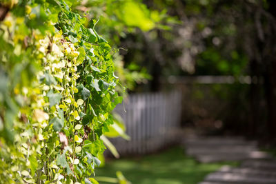 Close-up of green plant in park