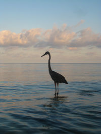 Blue heron wading at waters edge