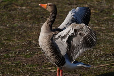 Close up of a wild goose flapping its wings in a field