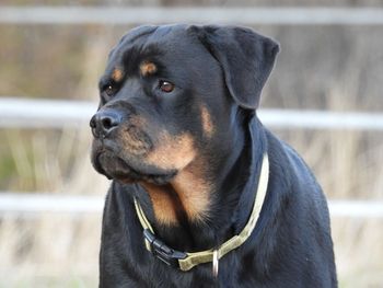 Close-up of dog looking away