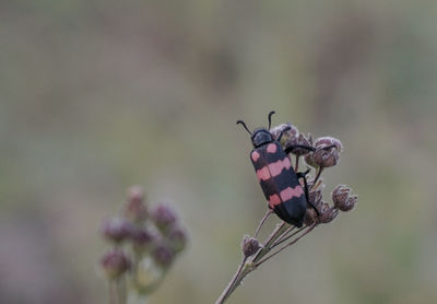 Close-up of butterfly pollinating on flower