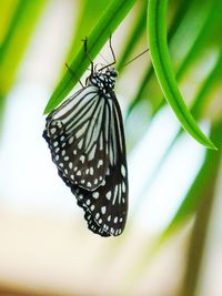 Close-up of butterfly on leaf