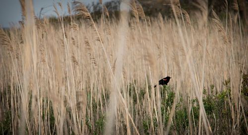 Scenic view of a bird in a field