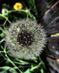 Close-up of dandelion flower