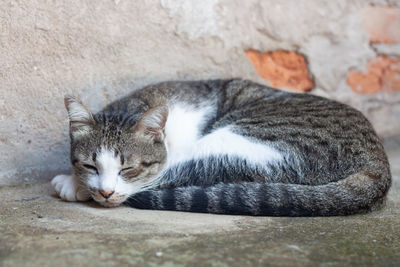 Close-up of a cat sleeping