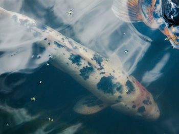 Close-up of jellyfish swimming in aquarium