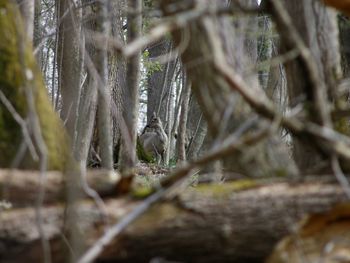 View of trees in forest