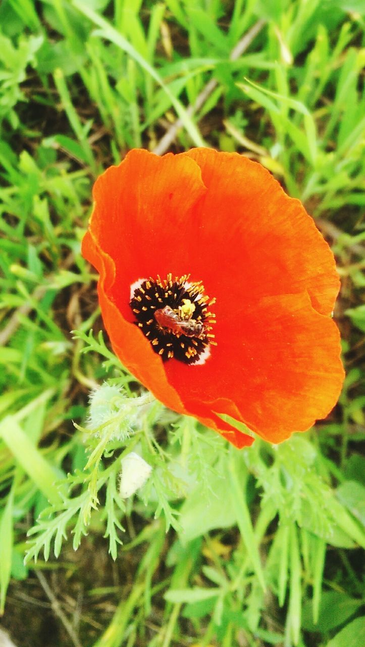 flower, freshness, growth, fragility, petal, flower head, orange color, beauty in nature, red, plant, nature, close-up, field, blooming, poppy, single flower, green color, focus on foreground, high angle view, in bloom