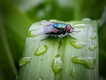 Close-up of fly on leaf