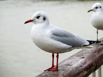 Close-up of seagull