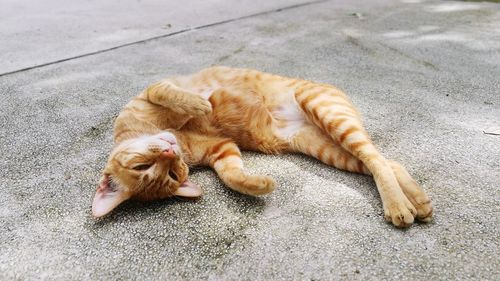 View of a dog sleeping on footpath