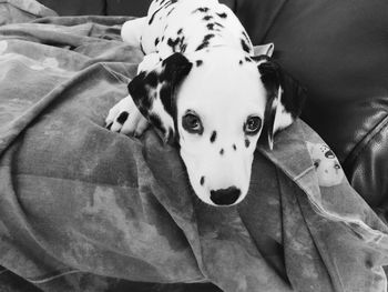 Close-up portrait of dog on bed