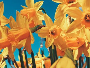 Close-up of yellow daffodils