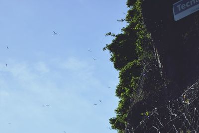 Low angle view of birds flying in sky