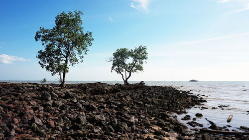 Trees on rocky shore against sky