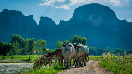 Cows on dirt road against mountains