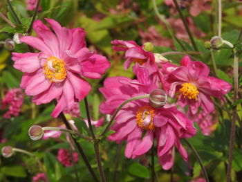 Close-up of pink flowering plants