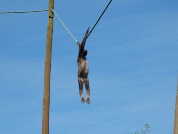 Low angle view of monkey hanging on tree against sky