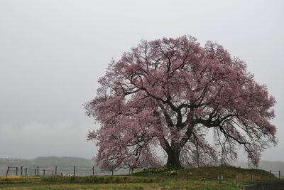 Tree on field against sky