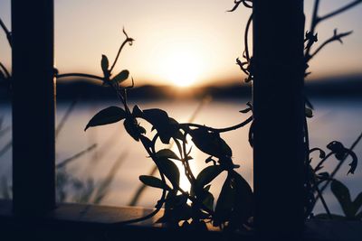 Close-up of silhouette tree against sky at sunset